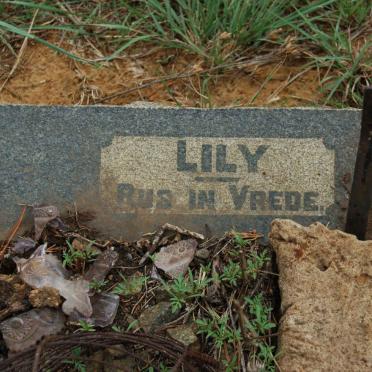 ECK Lily, van