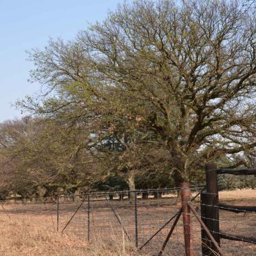 Mpumalanga, MIDDELBURG district, Hendrina, Vrischgewaagd 198_2, farm cemetery